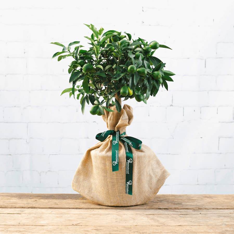 Kumquat Tree Gift - Citrus Tree Gift - Tree2mydoor