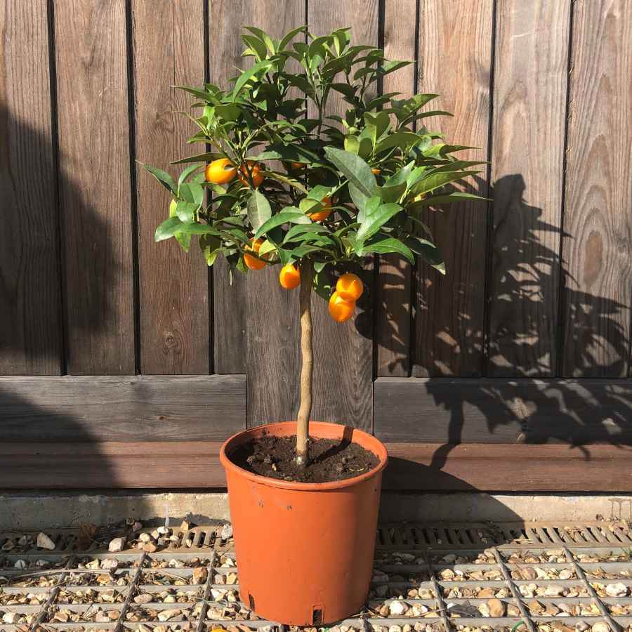 Kumquat Tree Gift - Citrus Tree Gift - Tree2mydoor