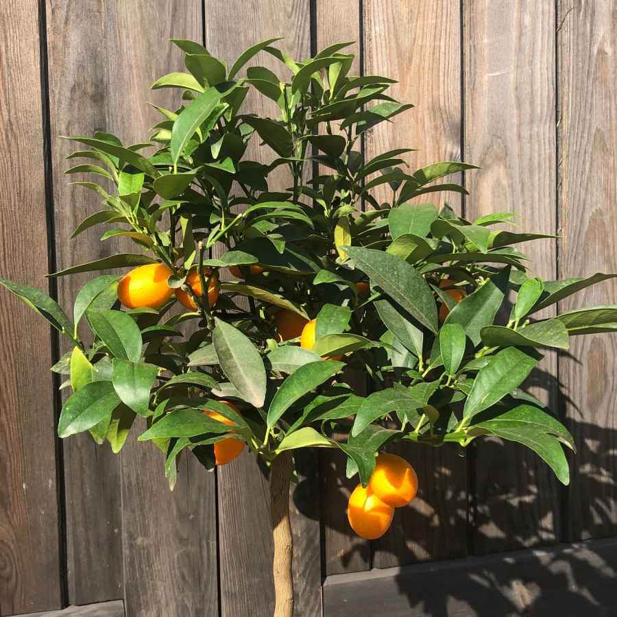 Kumquat Tree Gift - Citrus Tree Gift - Tree2mydoor