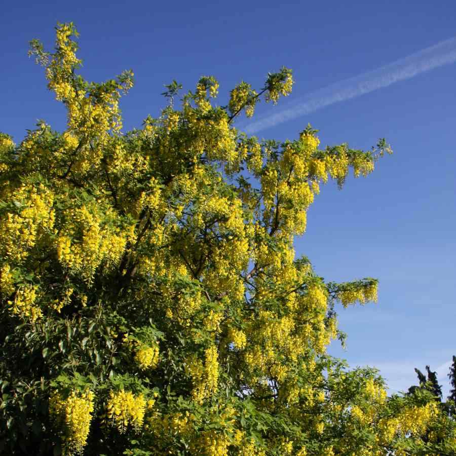 12L Laburnum x watereri 'Vossii' 1.5m - Gardeners Club - Tree2mydoor