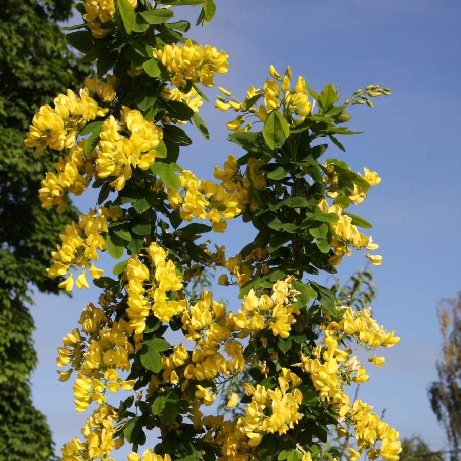 12L Laburnum anagyroides Yellow Rocket 1.5m - Gardeners Club - Tree2mydoor