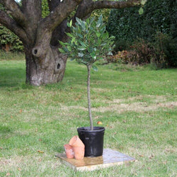 The Bay Tree Gift Small (2.5L pot, 50cm height) - Bay Tree Gift - Tree2mydoor