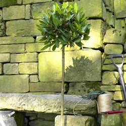 Large Bay Tree Gift - Bay Tree Gift - Tree2mydoor