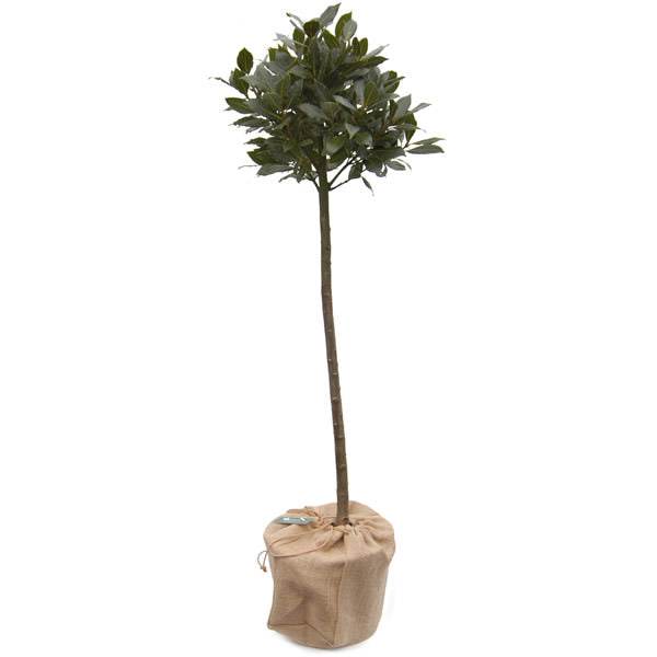 Large Bay Tree Gift - Bay Tree Gift - Tree2mydoor