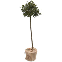 Large Bay Tree Gift - Bay Tree Gift - Tree2mydoor