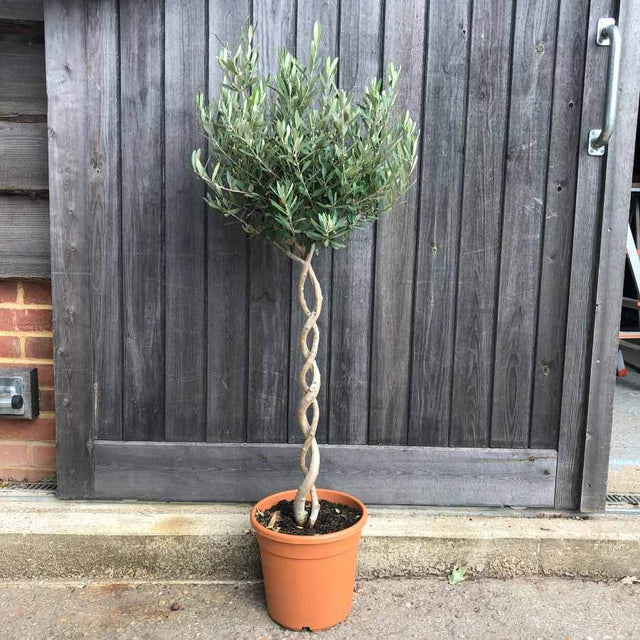 Large Double Spiral Olive Tree Gift Spiral Olive Trees UK