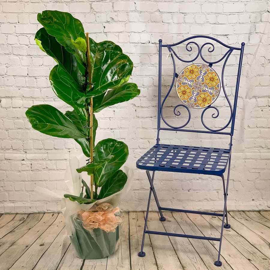 Large Fiddle Leaf Fig Tree - Indoor Plant Gift - Tree2mydoor
