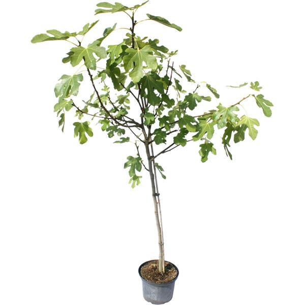 Send a Large Fig Tree as a Gift