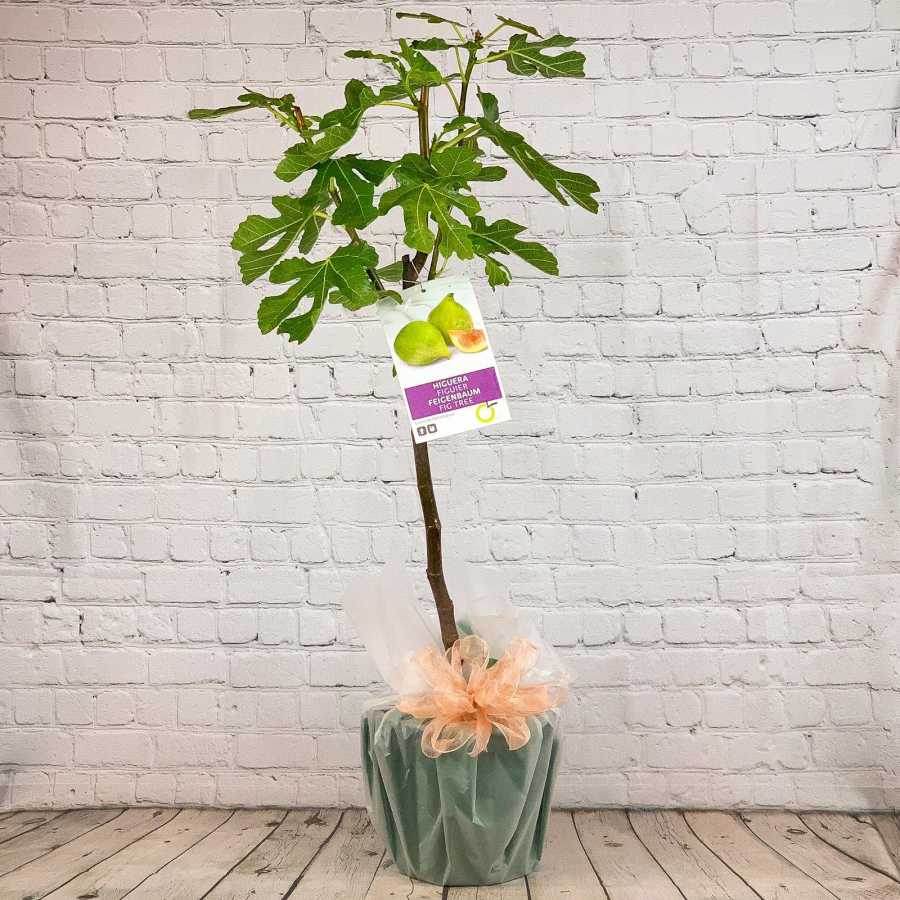 Large Fig Tree Gift - Fruit Tree Gift - Tree2mydoor