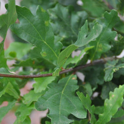 Large Oak Tree Gift - Gardeners Club - Tree2mydoor