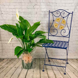 Large Peace Lily Plant - Indoor Plant Gift - Tree2mydoor