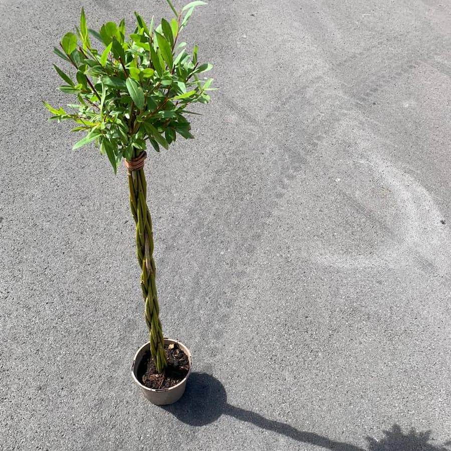 Potted Willow Wand Gift Small - Willow - Tree2mydoor