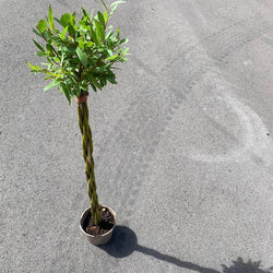 Potted Willow Wand Gift Small - Willow - Tree2mydoor