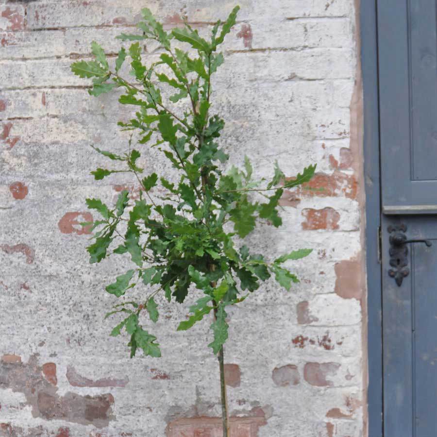 Large Oak Tree Gift - Gardeners Club - Tree2mydoor