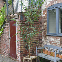 Large Silver Birch Tree Gift - Gardeners Club - Tree2mydoor