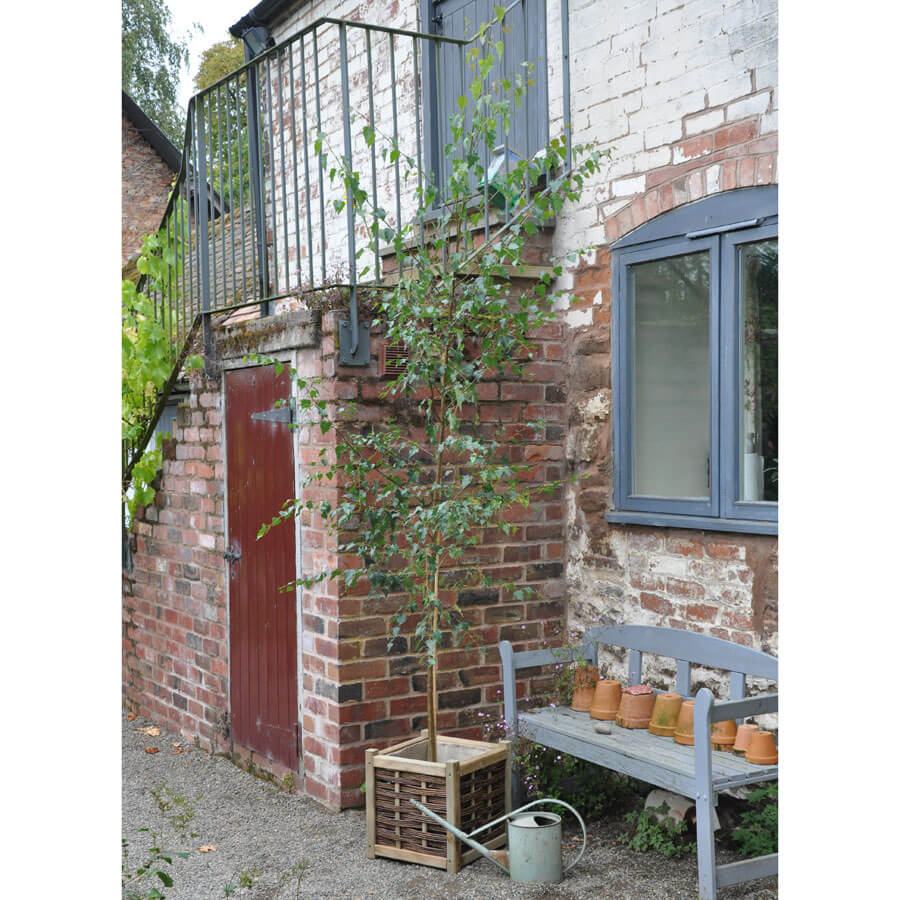 Order Large Silver Birch Trees Online