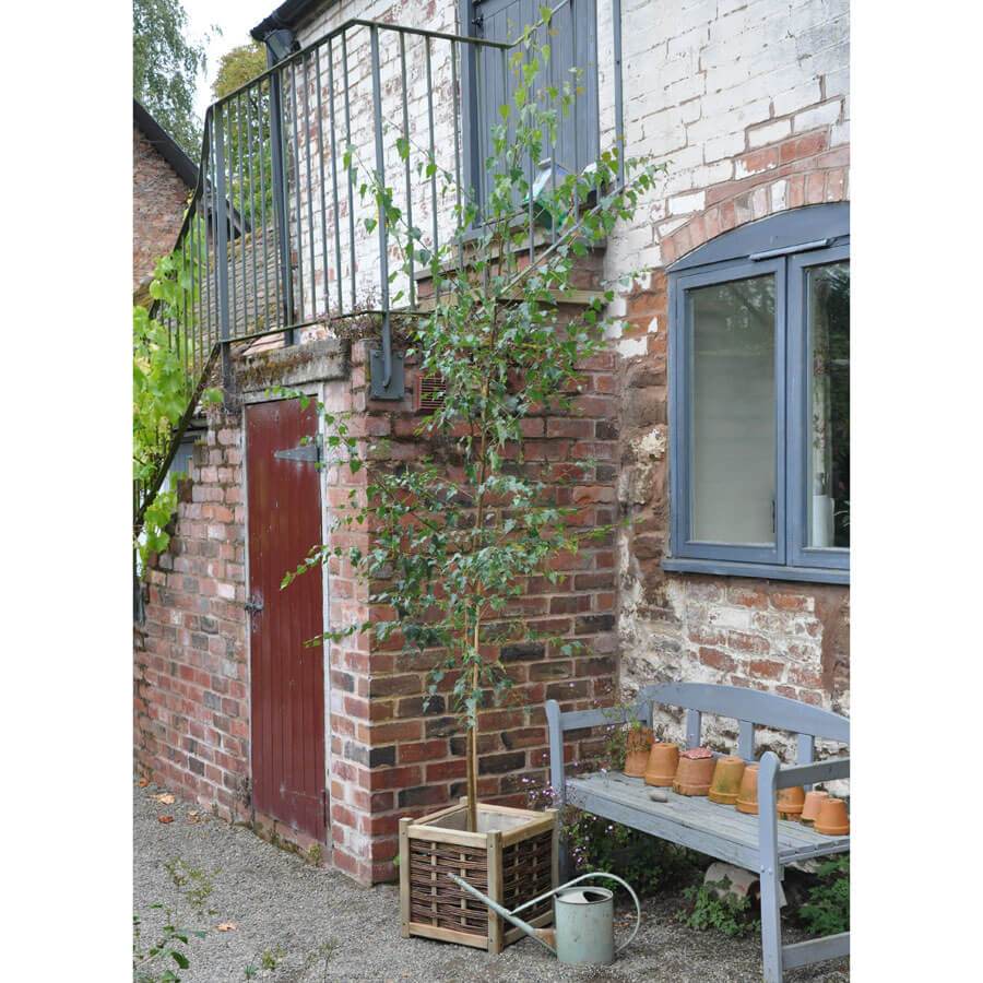 Large Silver Birch Tree Gift - Gardeners Club - Tree2mydoor