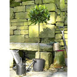 Large Bay Tree Gift - Bay Tree Gift - Tree2mydoor