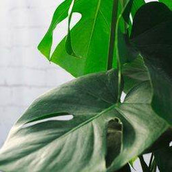 Large Swiss Cheese Plant - Indoor Plant Gift - Tree2mydoor