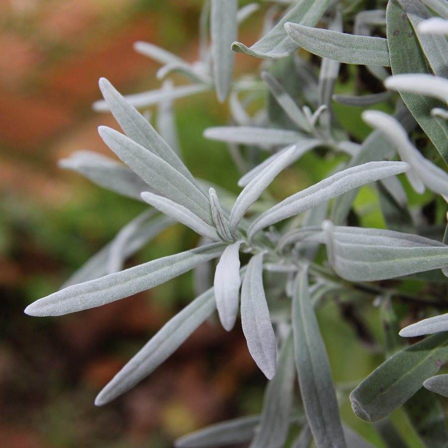 Lavender Plant Bush Gift Mini Stem Lavender Plant - Herbs and Aromatics - Tree2mydoor