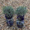 A pair of gift wrapped Lavender Plants