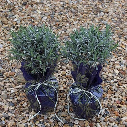 Lavender Plant Bush Gift Mini Stem Lavender Plant - Herbs and Aromatics - Tree2mydoor