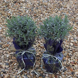 Lavender Plant Bush Gift Mini Stem Lavender Plant - Herbs and Aromatics - Tree2mydoor