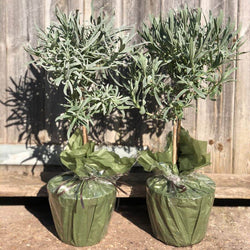 Pair Of Lavender Plants Gift Mini Stem Lavender Plants In Pots pair-of-lavender-plants-gift-mini-stem-lavender-plants-in-pots