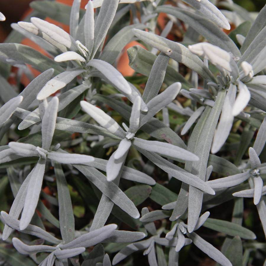 Lavender Plant Bush Gift Mini Stem Lavender Plant - Herbs and Aromatics - Tree2mydoor