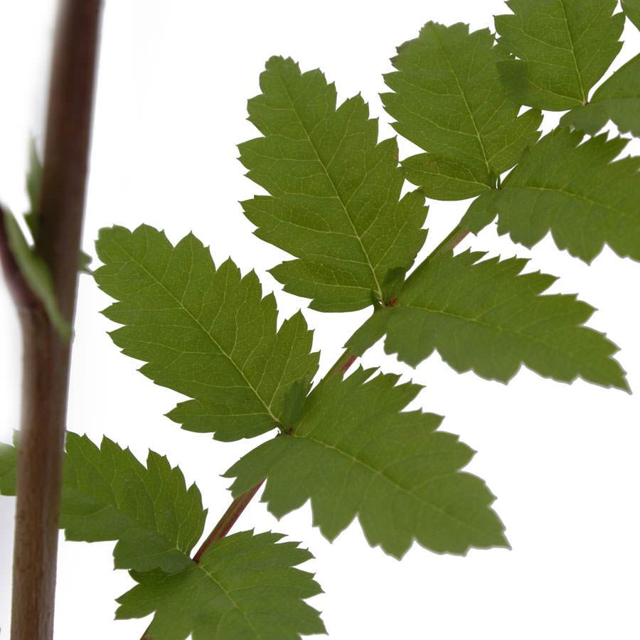 Rowan Tree Gift Sapling (20 to 60cm) - Native Tree Gift - Tree2mydoor