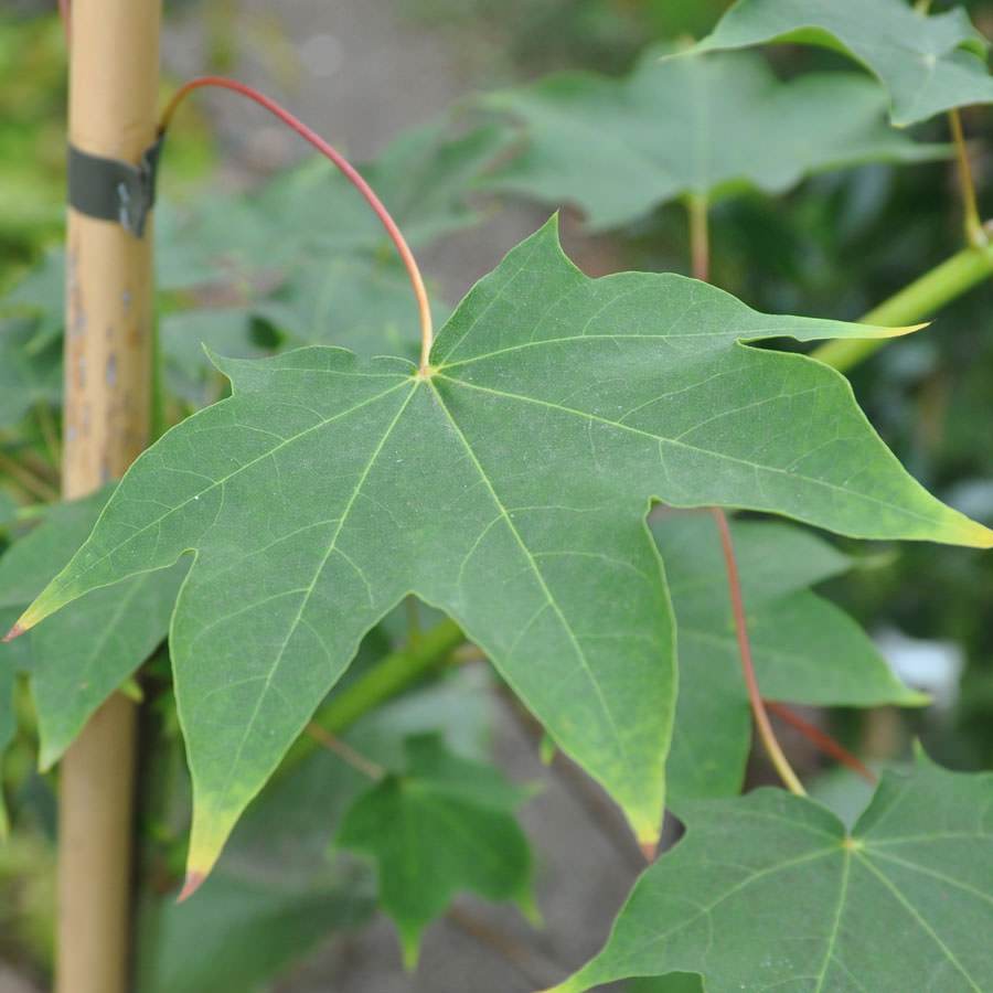 Red Rubrum Maple Tree - Gardeners Club - Tree2mydoor