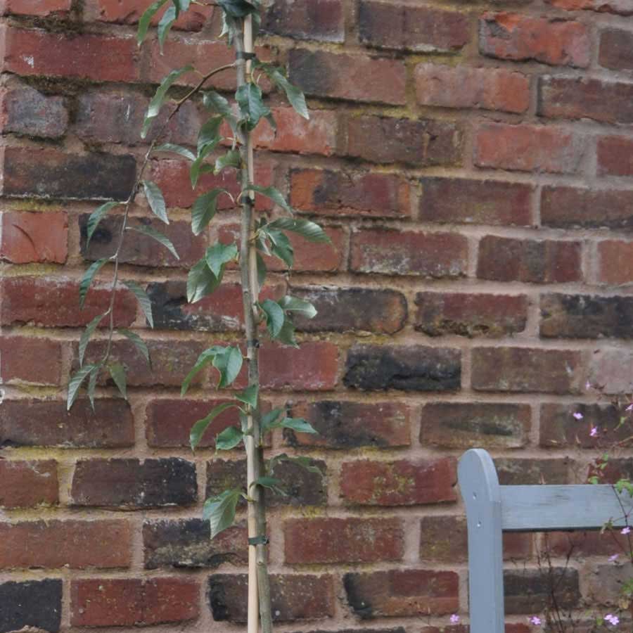 Lemon Drop Tree in front of wall