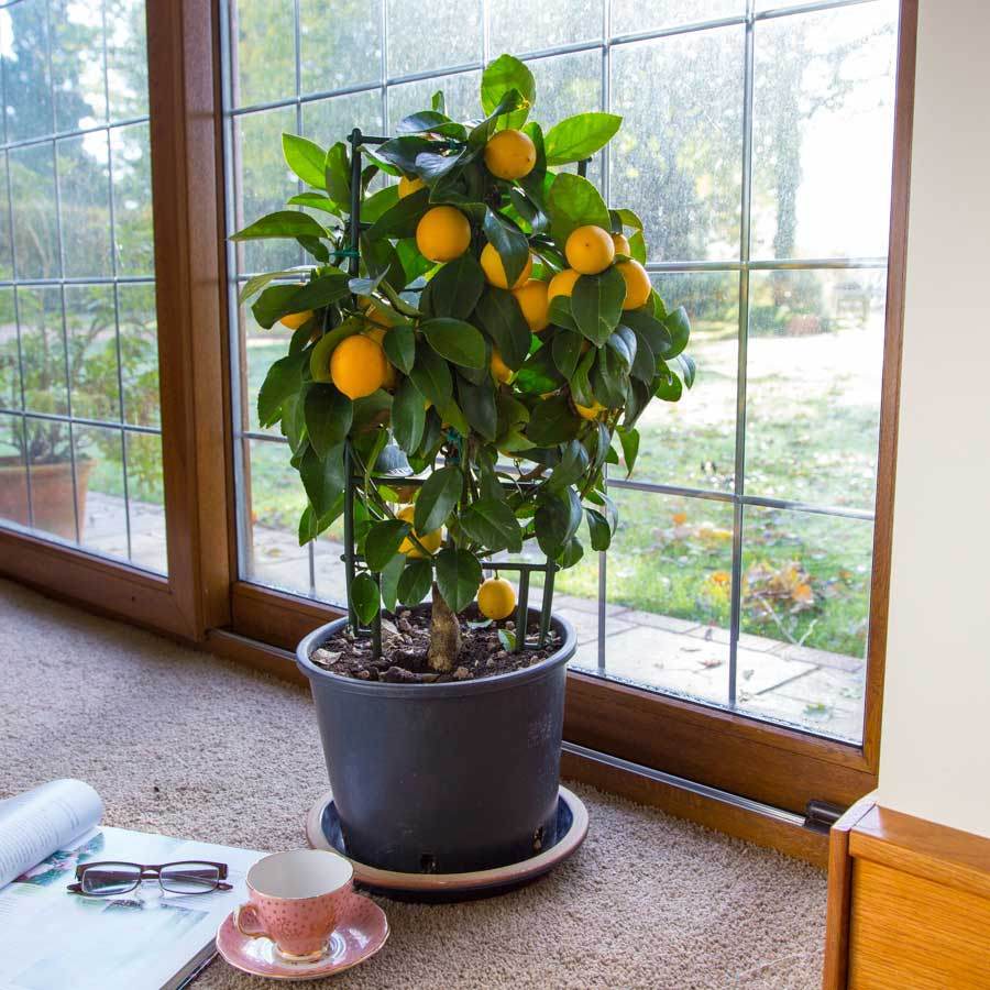 Espalier Lemon Tree Gift - Citrus Tree Gift - Tree2mydoor