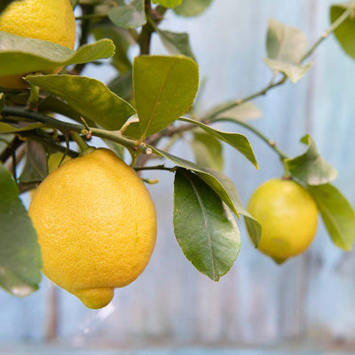 Send a Lemon Tree as a Gift