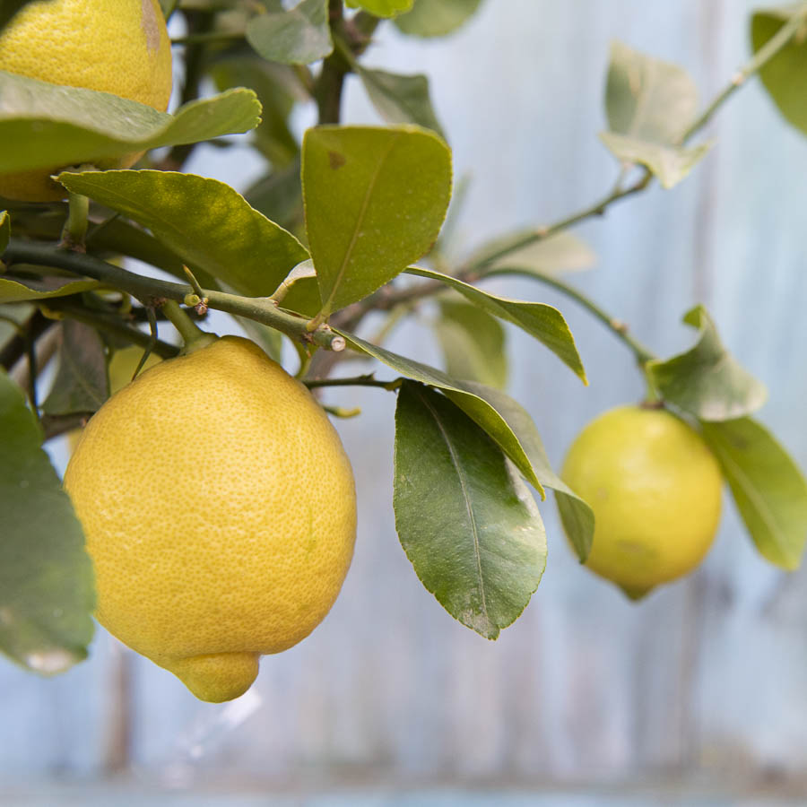 Lemon Tree Gift - Citrus Tree Gift - Tree2mydoor