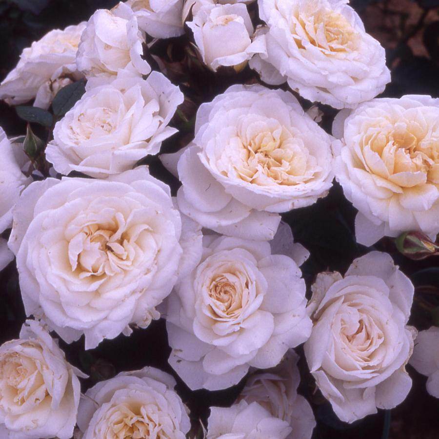 Life Begins at 40 Rose Bush Gift - Rose Bush Gift - Tree2mydoor