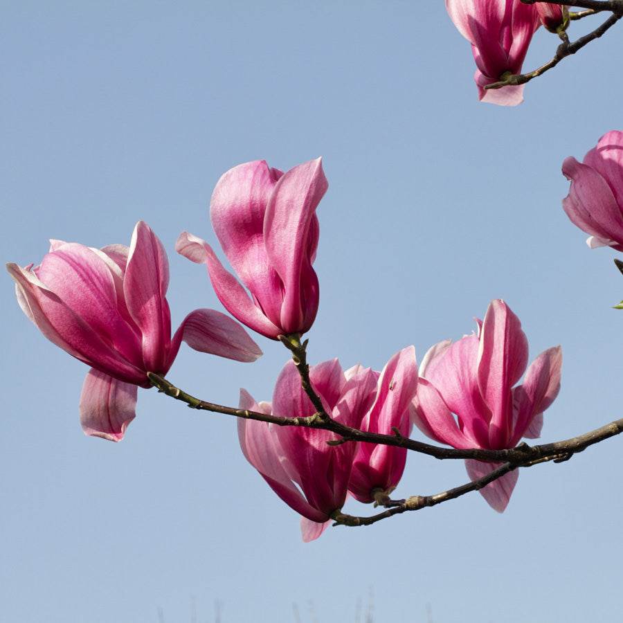 Lily Magnolia Tree Gift - Flowering Tree Gift - Tree2mydoor