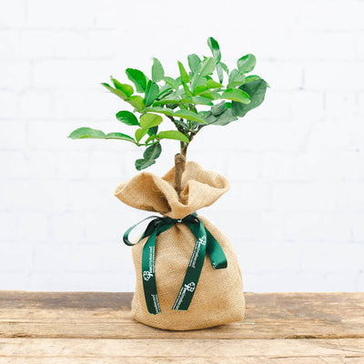 mini kaffir lime tree gift wrapped in hessian