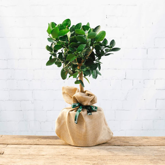image of a lime tree gift with hessian wrap