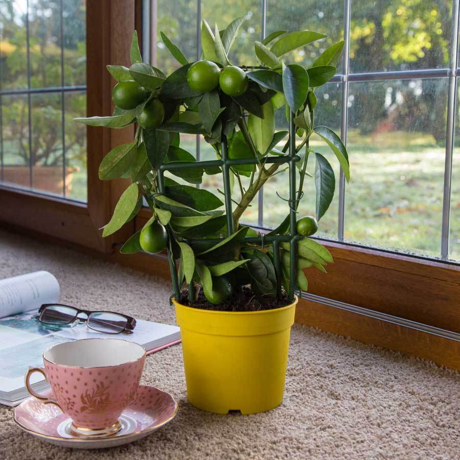 Mini Limequat Tree Gift - Citrus Tree Gift - Tree2mydoor