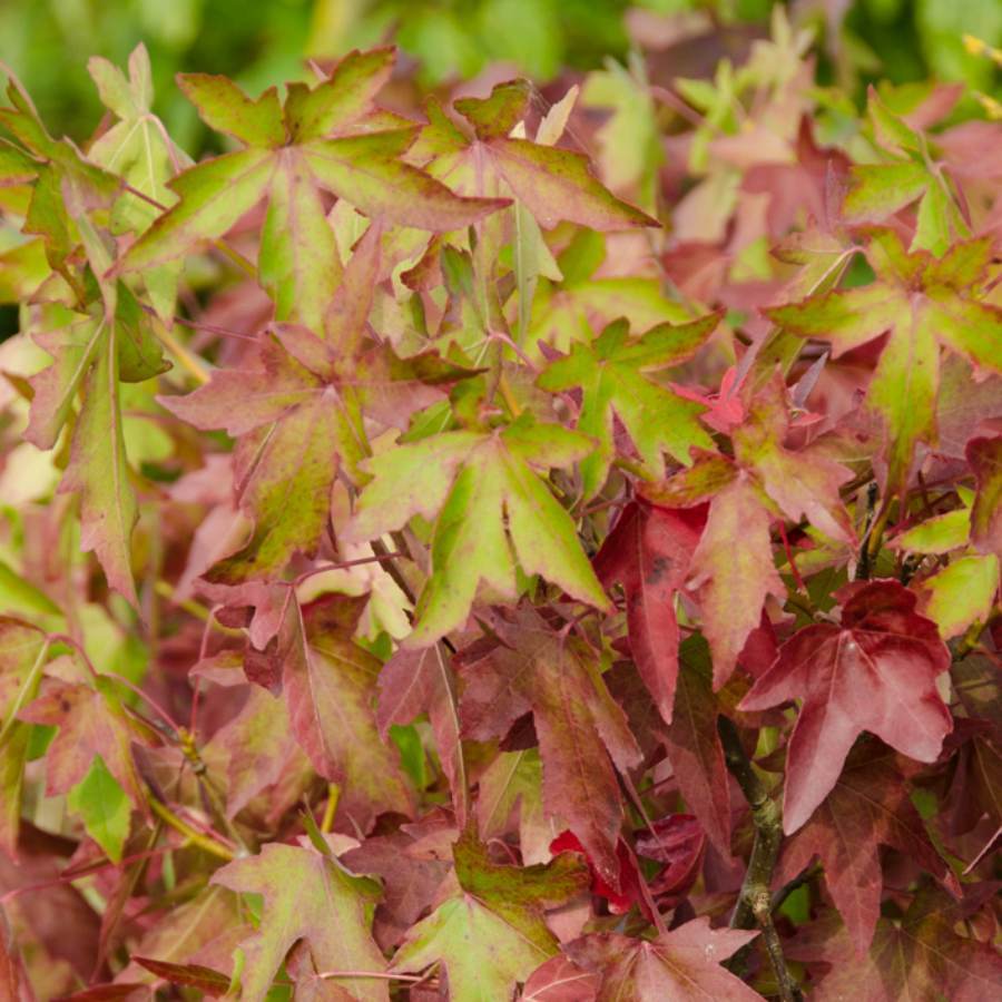 12L Liquidambar styraciflua Worplesdon 1.5m - Gardeners Club - Tree2mydoor