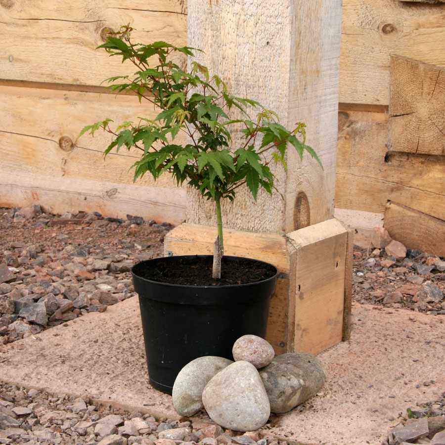 Little Princess Japanese Maple Tree Gift - Acer Tree Gift - Tree2mydoor