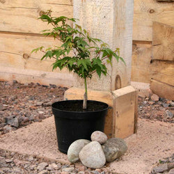 Little Princess Japanese Maple Tree Gift - Acer Tree Gift - Tree2mydoor