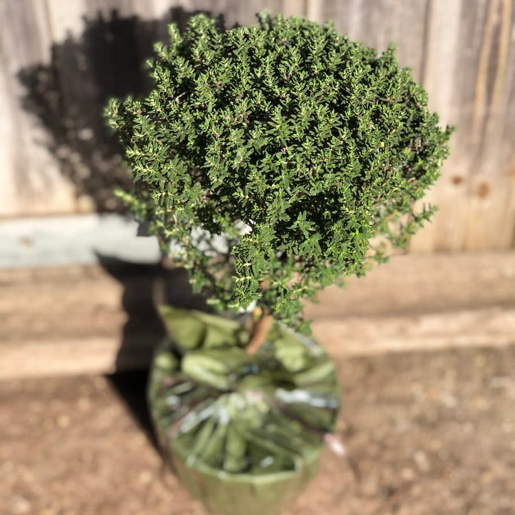 Lollipop Thyme Tree