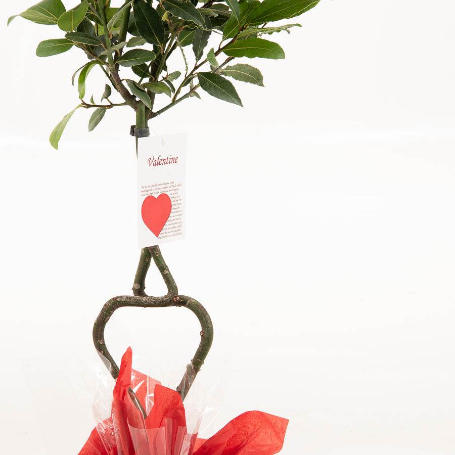 Love Heart Shaped Bay Tree Gift - Bay Tree Gift - Tree2mydoor