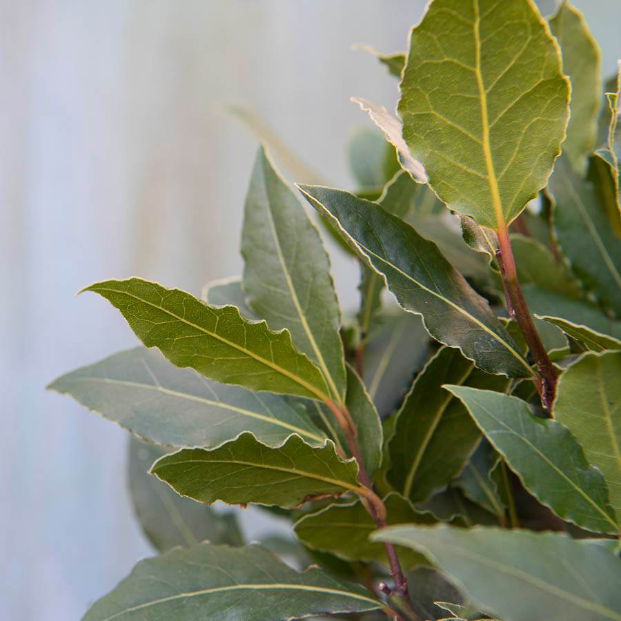 Love Heart Shaped Bay Tree Gift - Bay Tree Gift - Tree2mydoor