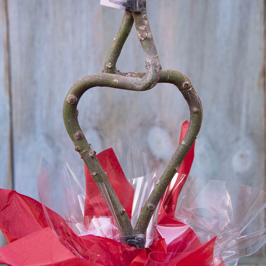 Love Heart Shaped Bay Tree Gift - Bay Tree Gift - Tree2mydoor