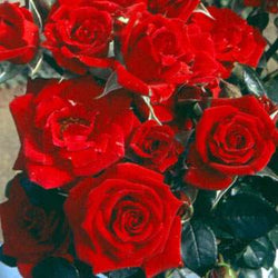 Love Knot Climbing Rose Bush Gift - Rose Bush Gift - Tree2mydoor