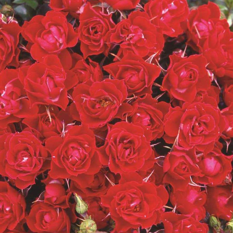 Love Never Dies Rose Bush Gift | Remembrance Rose Bush – Tree2mydoor