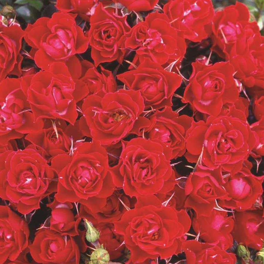 Love Never Dies Rose Bush Gift - Rose Bush Gift - Tree2mydoor